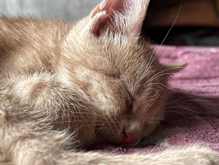 Отдаю бестплатно маленьких двух котят