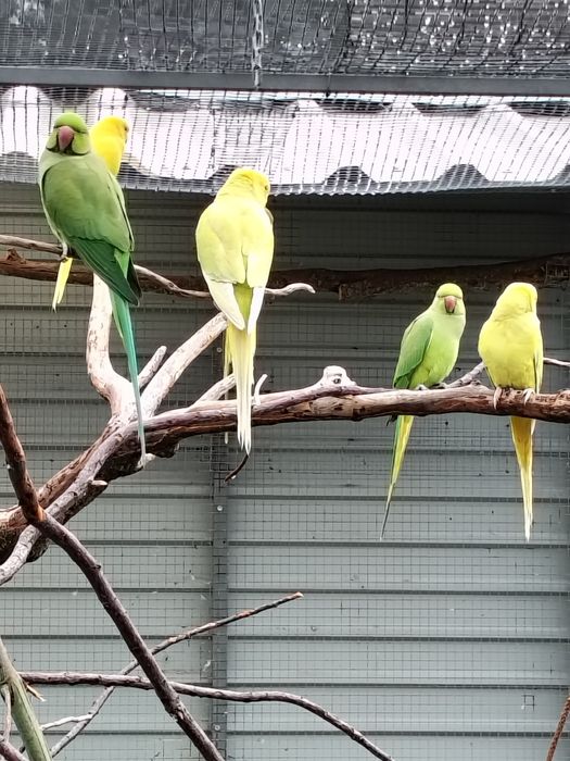 Cedência Ring Necks