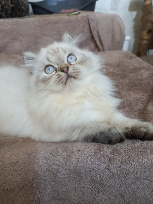 Пушистый персидский котёнок