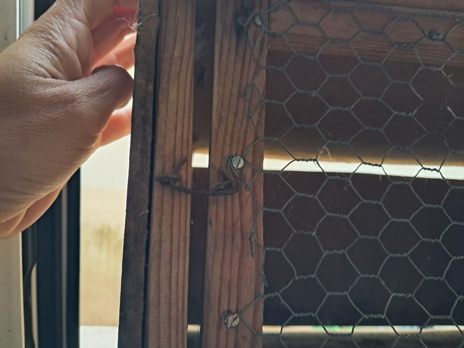 Caixa de transporte de pombos