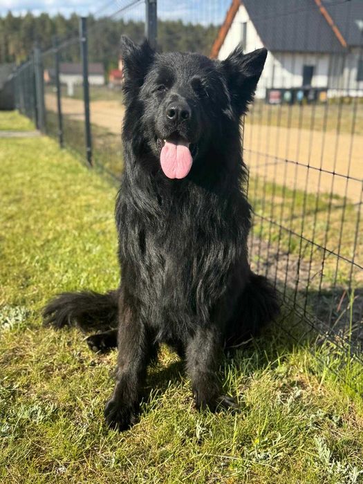 Owczarek niemiecki długowłosy Hodowla  Venus zarejestrowana PFK