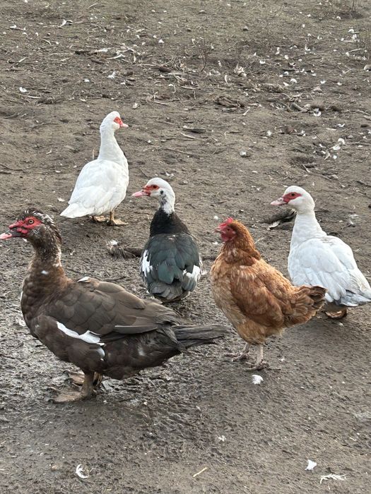 Kaczki  francuskie mlode i stare