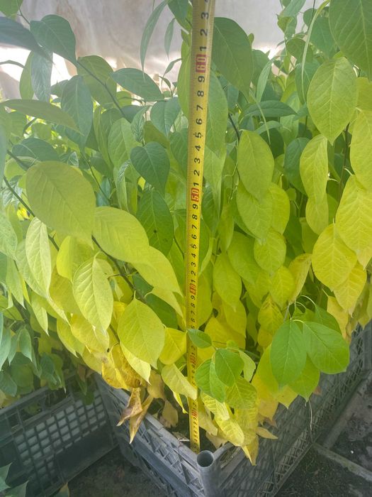 Маклюра (Адамове яблуко), однорічні сіянці 50-60 см. 10 штук