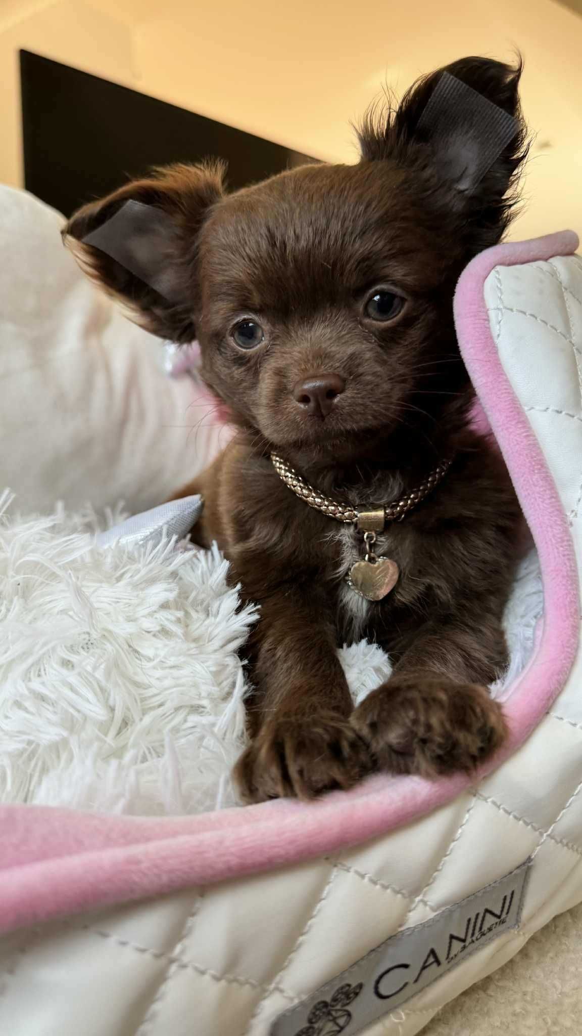 Chihuahua Mini Piesek z Rodowodem-Czekoladowy