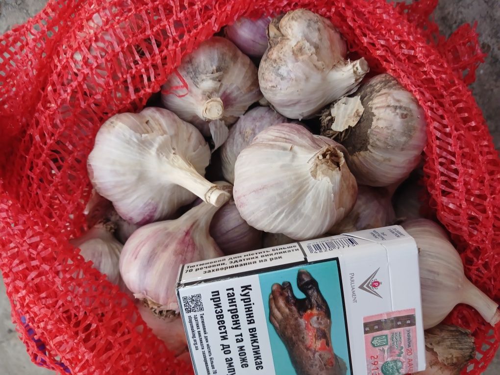 Продам часник сотр Ірен і Дюшес