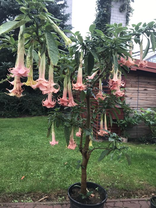 1 patyk do samodzielnego ukorzenienia pelny gratis pojedynczy kwiat