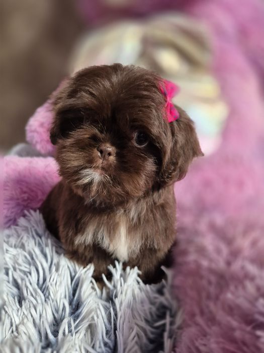 Przepiękna czekoladowa sunia Shih-Tzu gotowa do odbioru