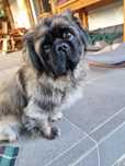 Prawie pekińczyk Ringo szuka odpowiedzialnego domu! Adopcja umowa