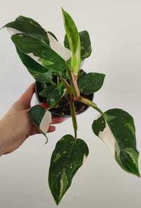 Filodendron Philodendron White Princess 25 cm