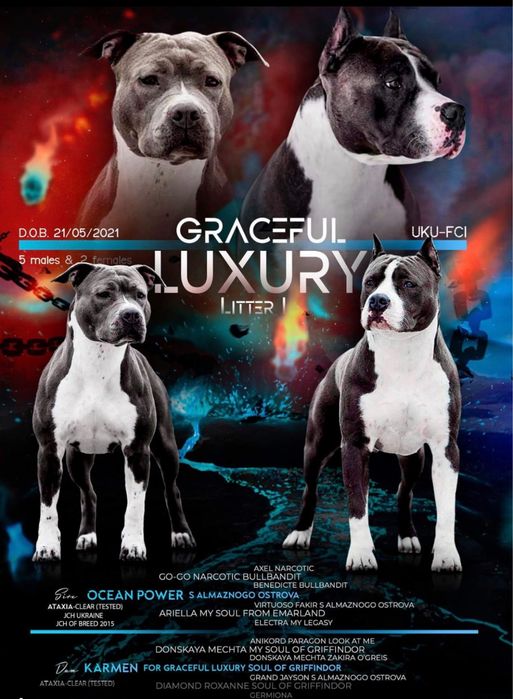 Амстафф голубий для вязки