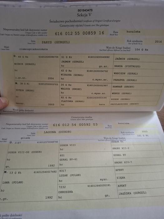 Sprzedam klacz huculską!