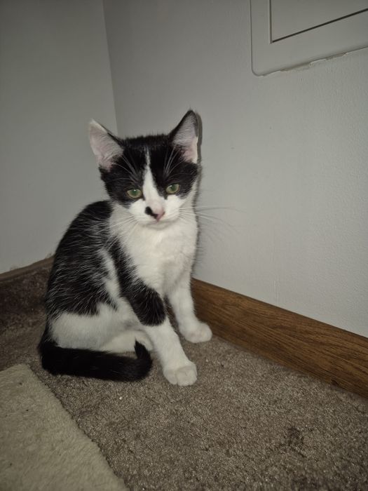 Cudne kociaki szukają domów