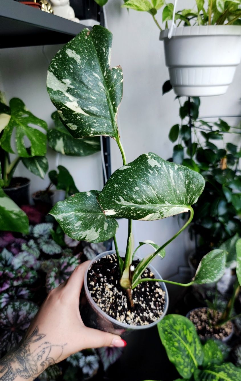 Monstera Тайське сузір'я верхівка та її низ рослини