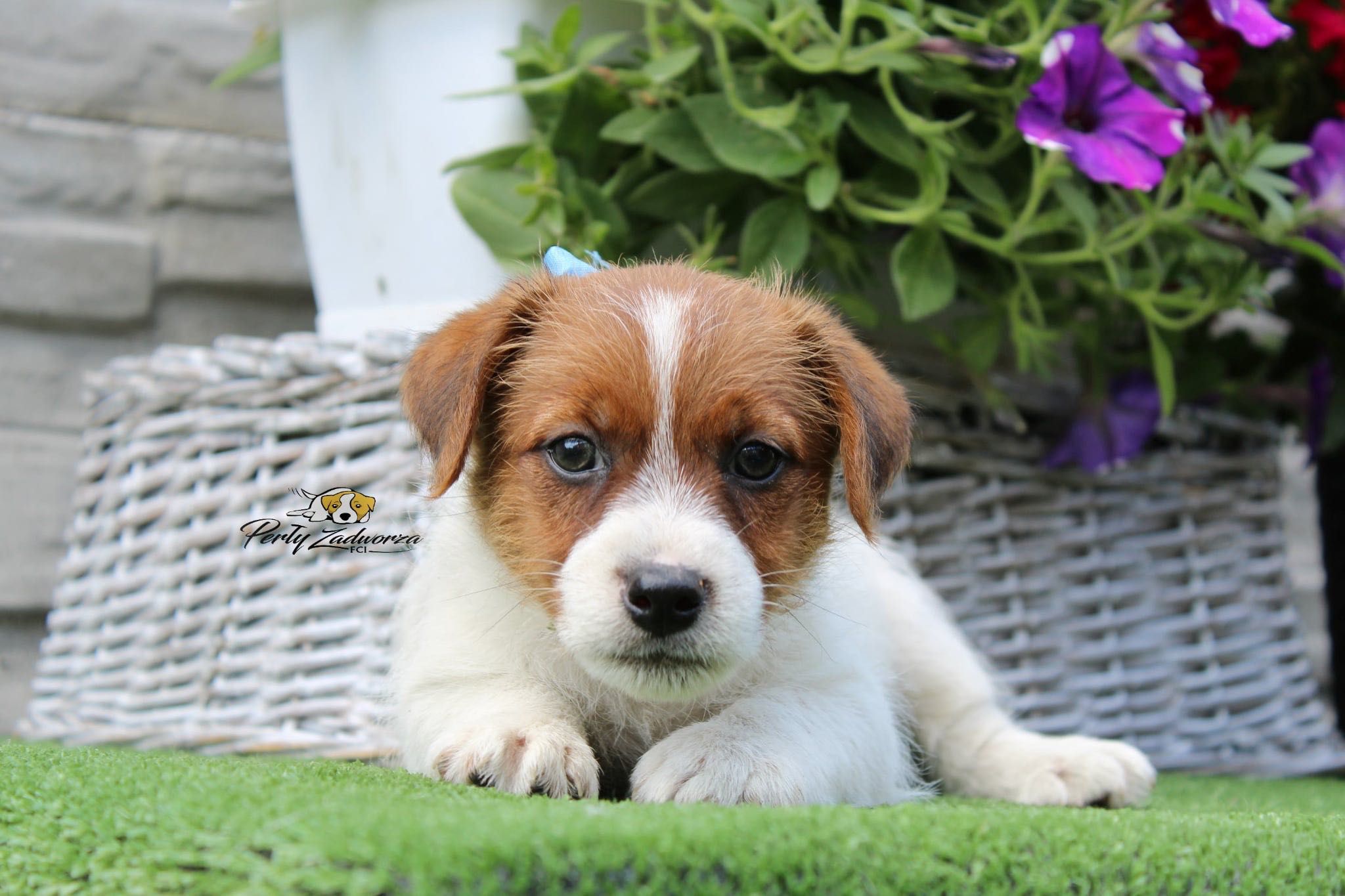 Piesek Jack Russell Terrier *ZKwP FCI*
