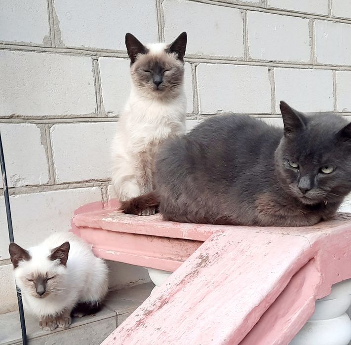 Віддам КОТИКА та Кішечку