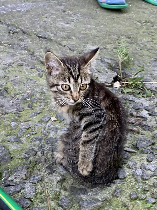 Кошеня-дівчинка в люблячі ручки!