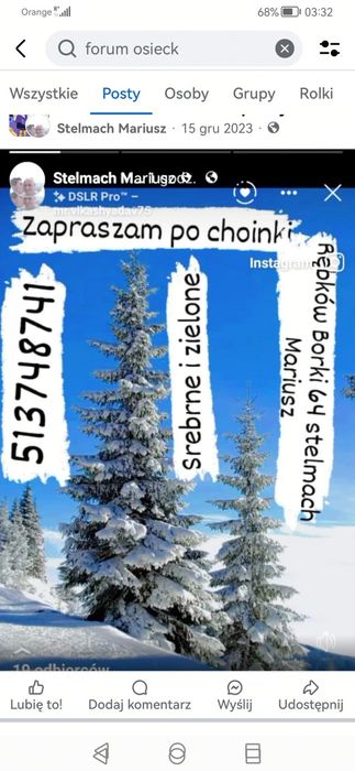 Choinki świerki srebrne i zielone.