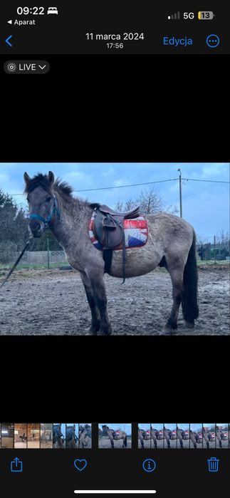 Sprzedam klqcz i ogierka koniki polskie