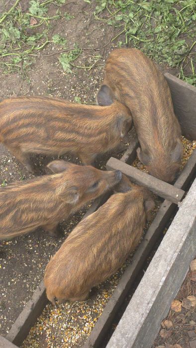 Поросята на продаж