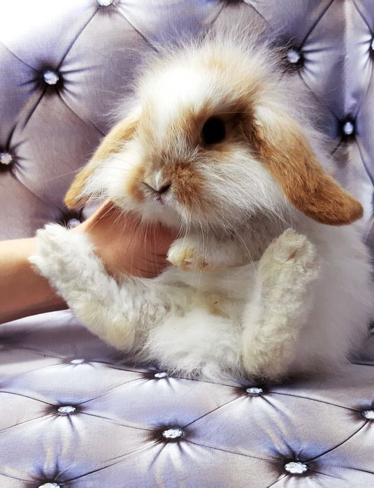 Карликовые супер мини кролики декорат.торчеухие и вислоухие крольчата