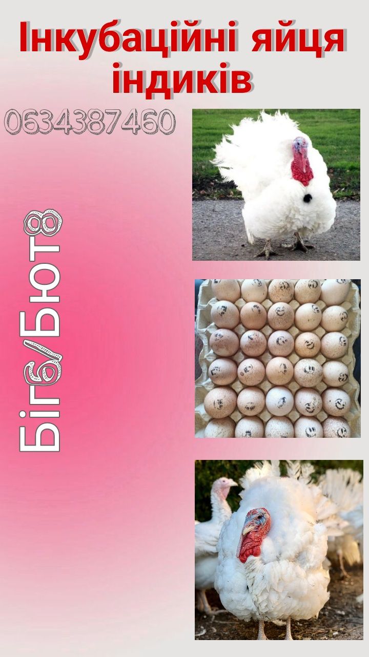 Інкубаційне яйце Біг6/Бют8 імпорт