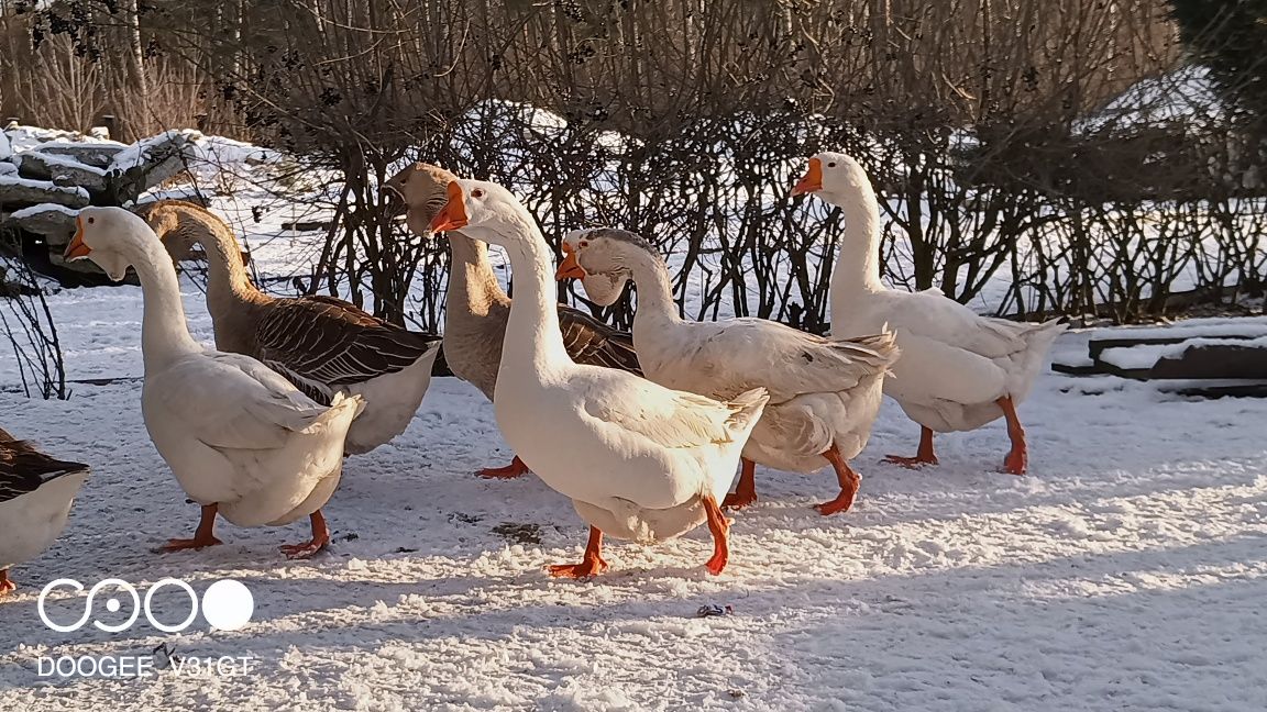 chołmogory z kwietnia 24