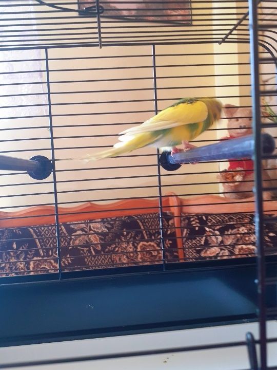 Papuga Falista Żółta