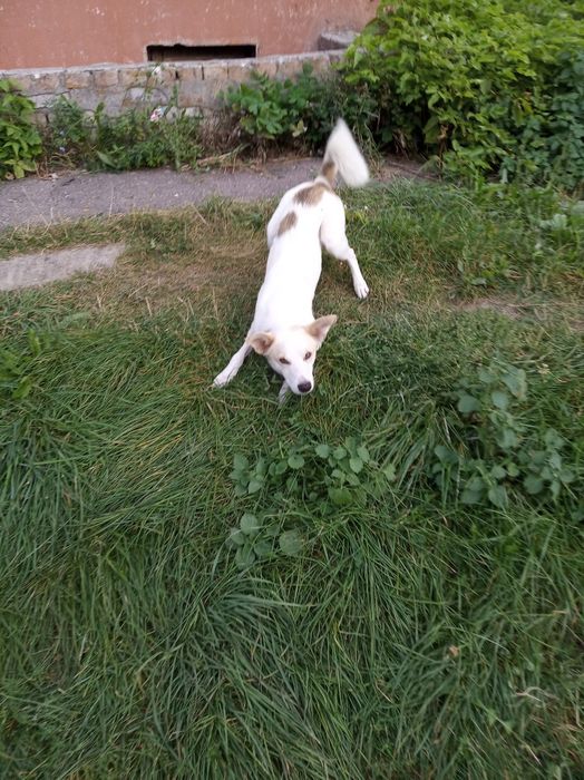 Прилаштовується безкоштовно