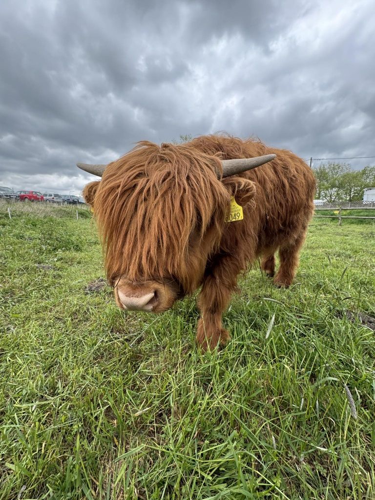 Cielak, byk, highland cattle, krowy szkockie