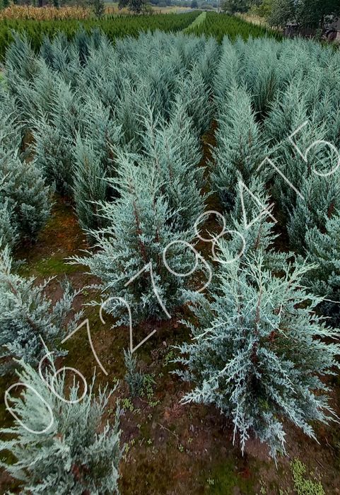 Ялівець Мунглоу, Блю Ароу, кипарисовики.