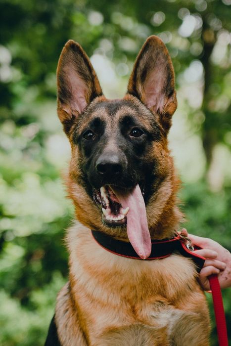 Шукаємо собаку! Пропала вівчарка!