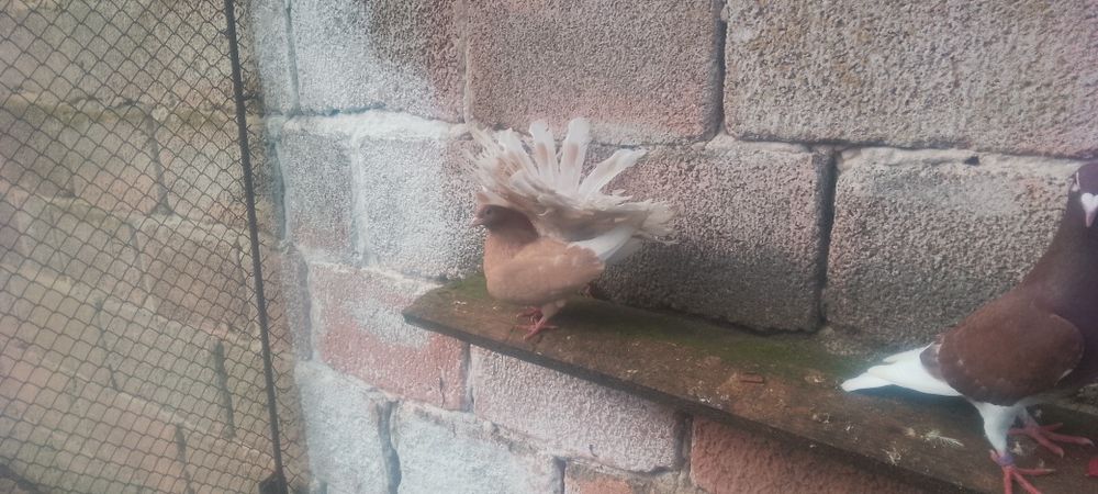 Pawiki czerwony samiec i żółta na lecie samica