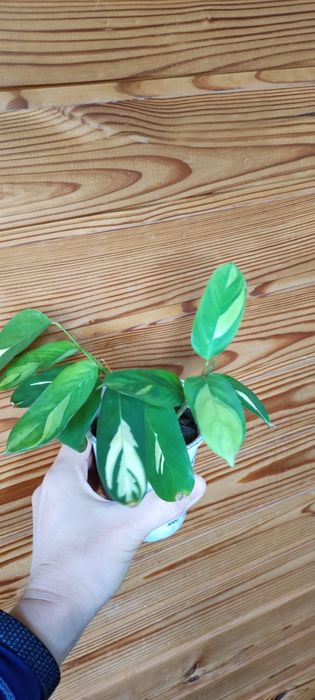 цветок Ктенанта Голден мозаик