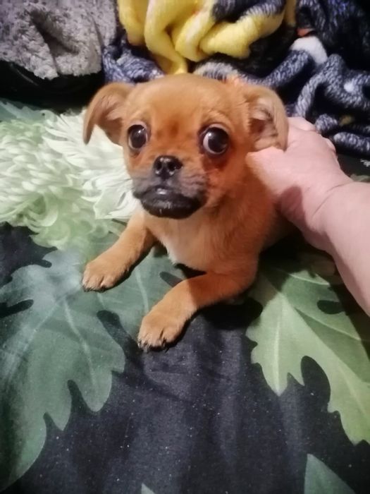 Гарна собачка-дівчинка