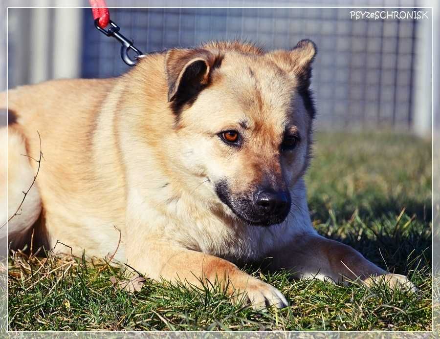 Frytka – uśmiechnięta od klapniętego ucha do ogona