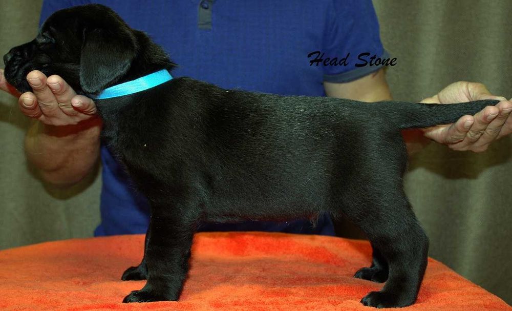 Щенки Лабрадора ретривера