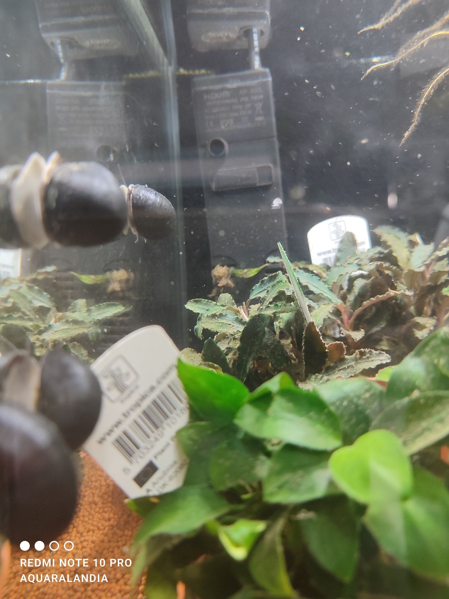 Caracol come Algas Neritina ( Zebra , casco negro e moteados/red)