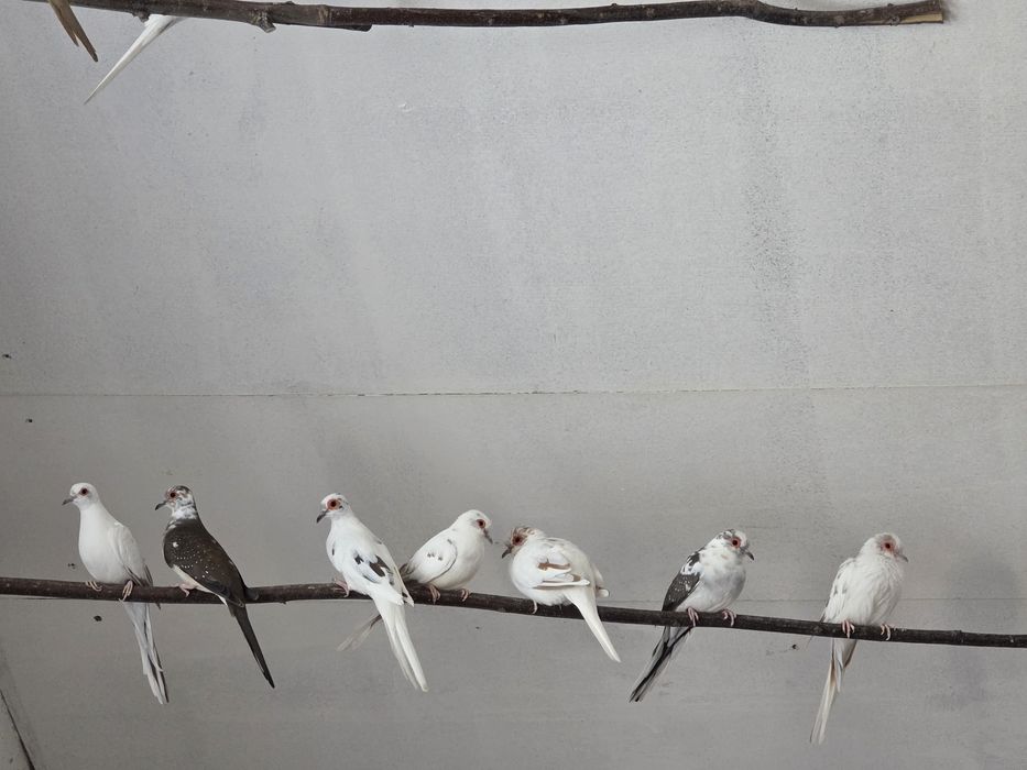 Goląbki Diamentowe Szeki