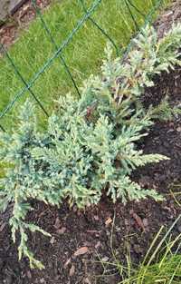 Nadwyżka ogrodowa juniperus HOLGER 1 sztuka