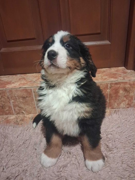 Berneński Pies Pasterski