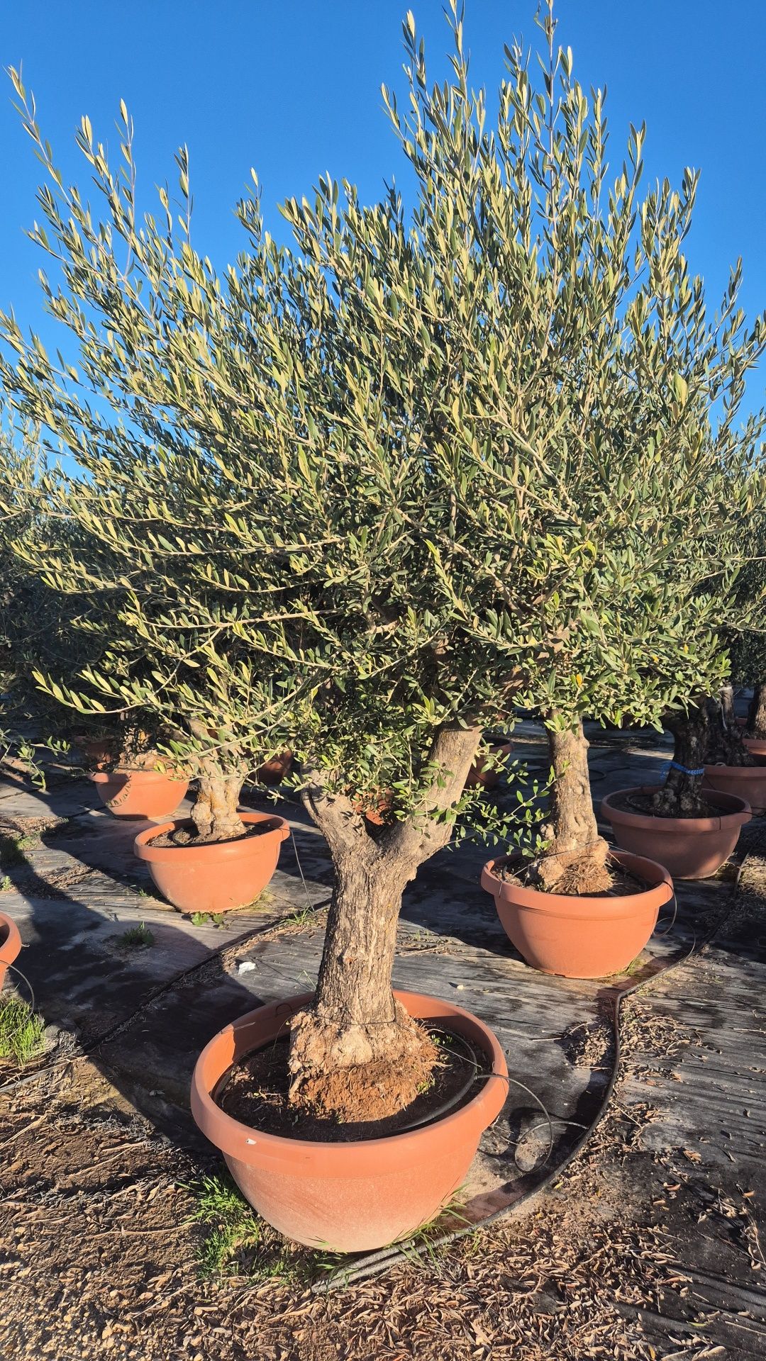 Drzewo oliwne.  Drzewko oliwne. Yucca rostrata.