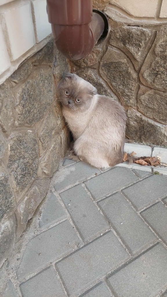 Найден кот шотландец