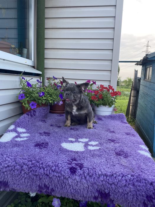 Мальчик флаффи 10 месяцев