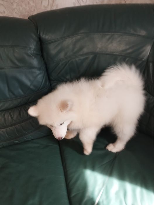Szczenię Samoyed