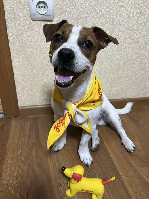 Хлопчик Джек Рассела шукає дівчинку для в'язки у Кропивницькому