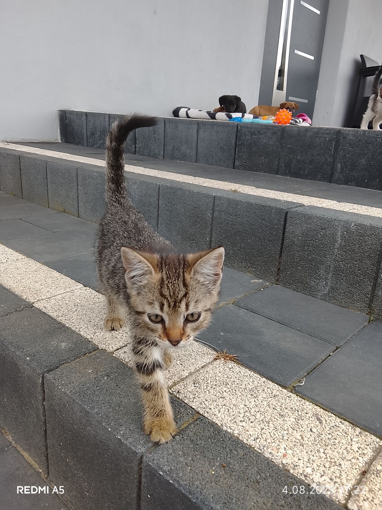 Rezerwacja Kotek do adopcji