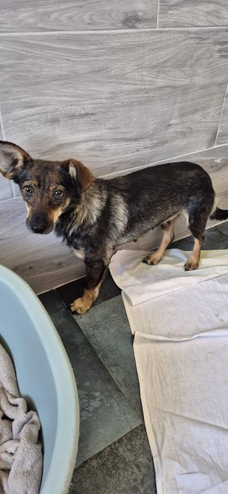 Suczka około 3 lata