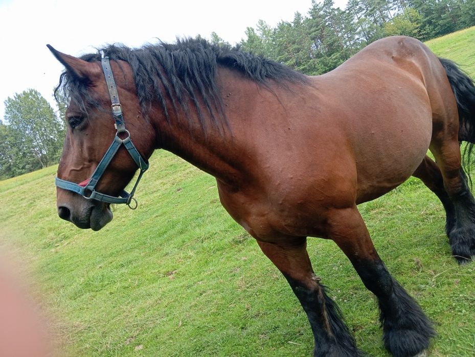 Sprzedam klacz zimnokrwistą