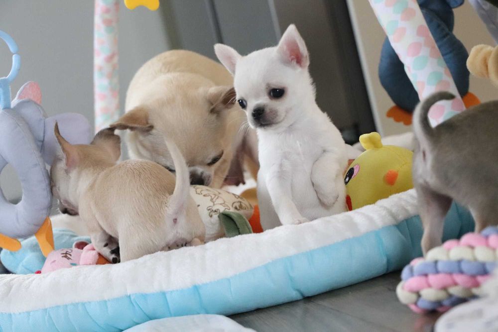 Maleńka prześliczna sunia chihuahua krótkowłosa ZKwP FCI