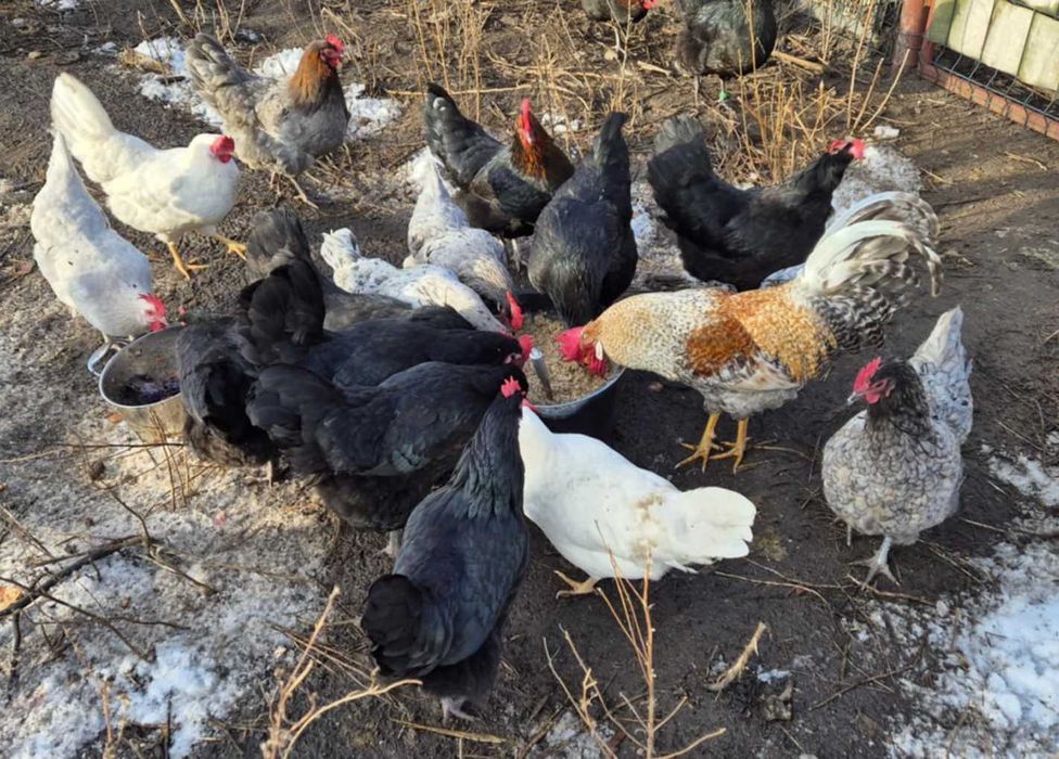 Jaja lęgowe, duże rasy na jednym wybiegu